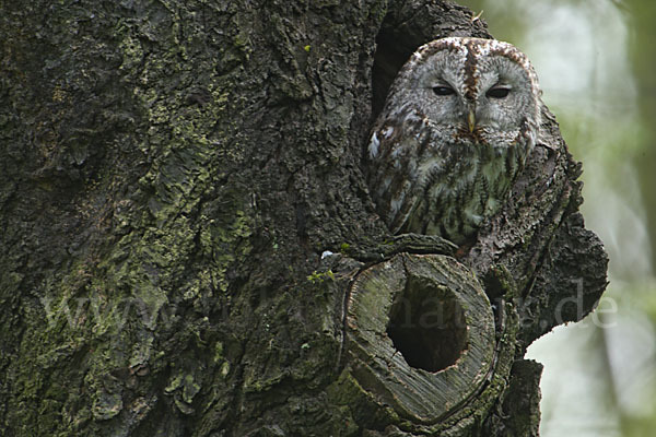 Waldkauz (Strix aluco)