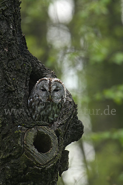 Waldkauz (Strix aluco)