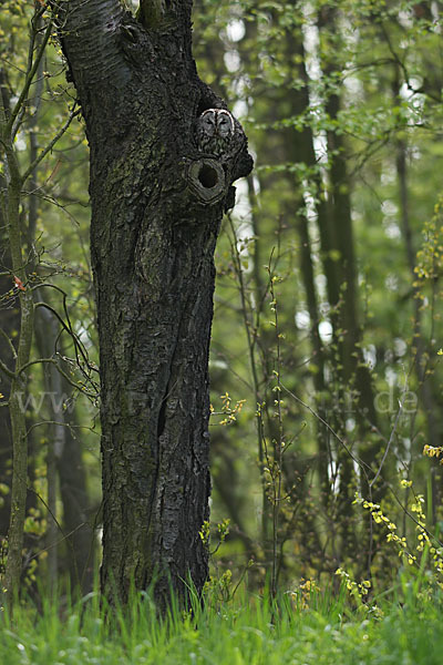 Waldkauz (Strix aluco)