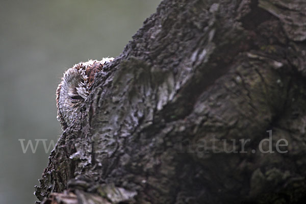 Waldkauz (Strix aluco)