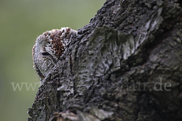 Waldkauz (Strix aluco)