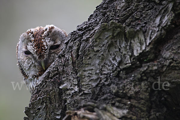 Waldkauz (Strix aluco)