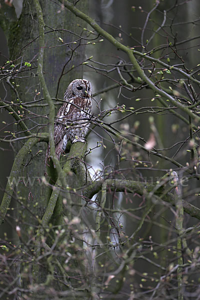 Waldkauz (Strix aluco)