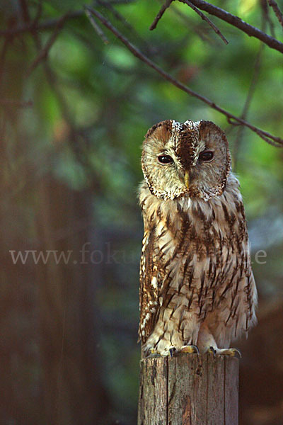 Waldkauz (Strix aluco)