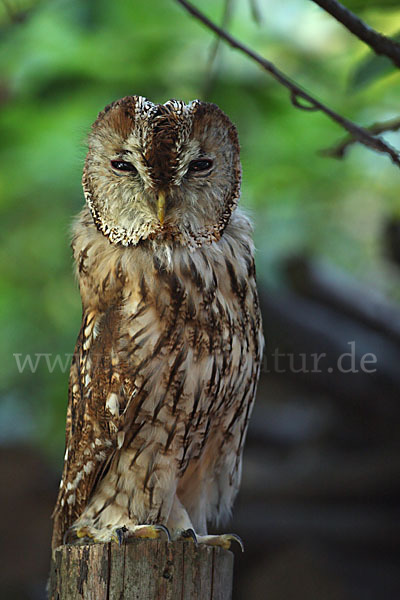 Waldkauz (Strix aluco)