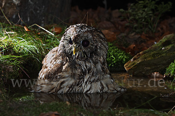 Waldkauz (Strix aluco)