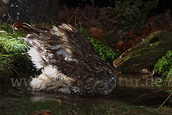 Waldkauz (Strix aluco)