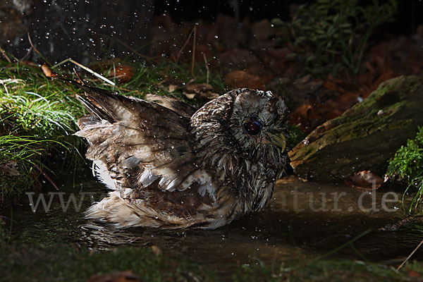 Waldkauz (Strix aluco)