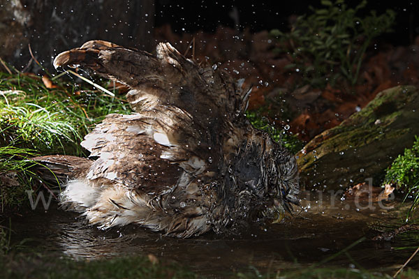 Waldkauz (Strix aluco)