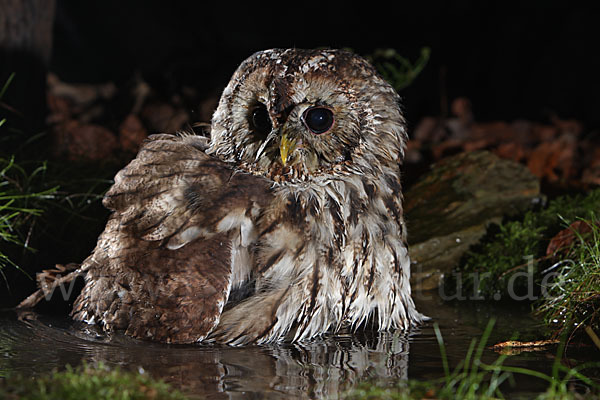 Waldkauz (Strix aluco)