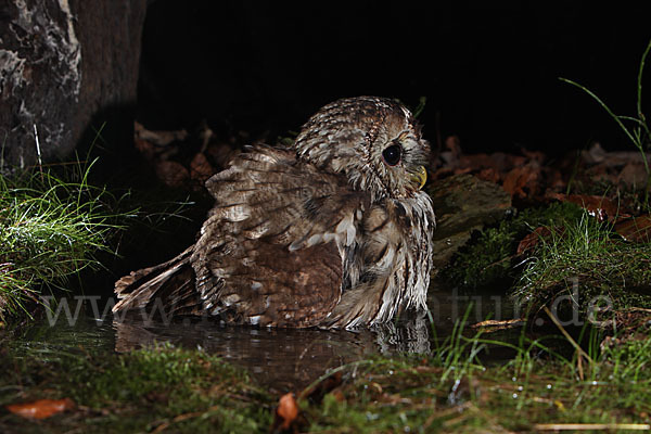 Waldkauz (Strix aluco)