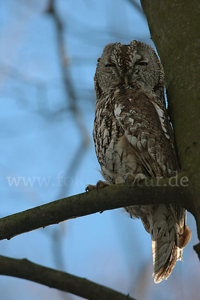 Waldkauz (Strix aluco)