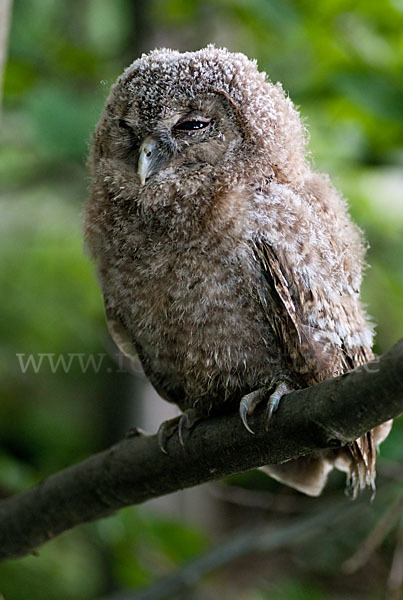 Waldkauz (Strix aluco)