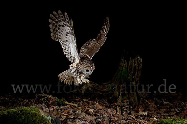 Waldkauz (Strix aluco)