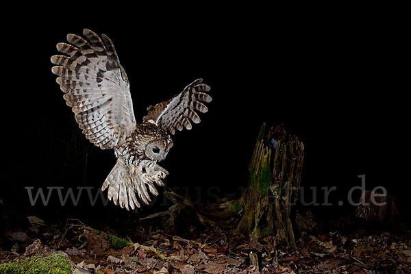 Waldkauz (Strix aluco)