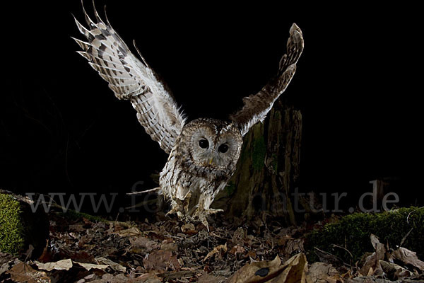 Waldkauz (Strix aluco)