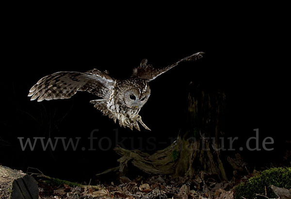 Waldkauz (Strix aluco)