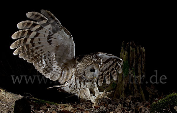 Waldkauz (Strix aluco)