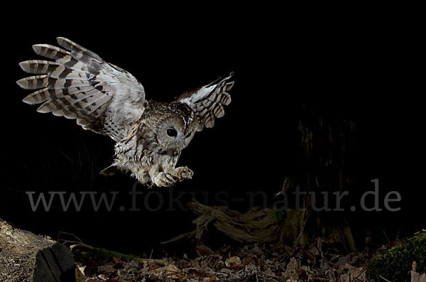 Waldkauz (Strix aluco)