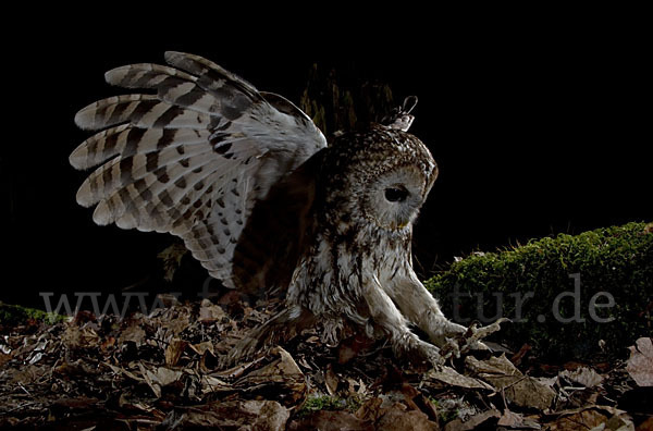 Waldkauz (Strix aluco)