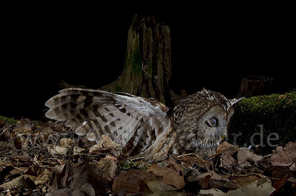 Waldkauz (Strix aluco)