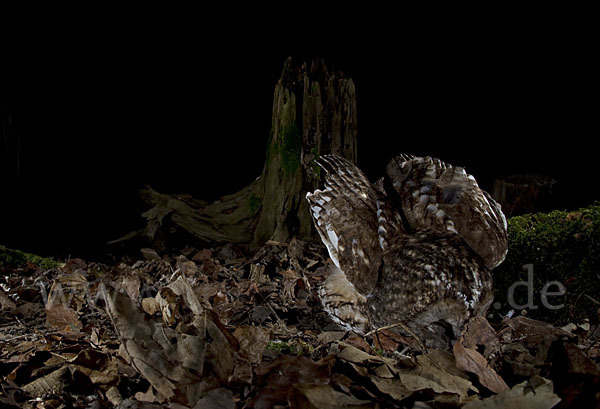 Waldkauz (Strix aluco)