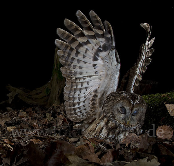 Waldkauz (Strix aluco)