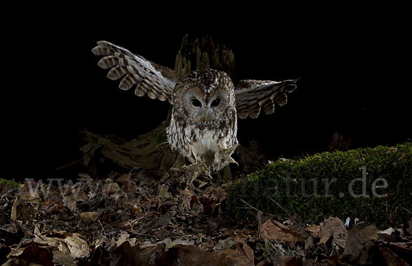 Waldkauz (Strix aluco)