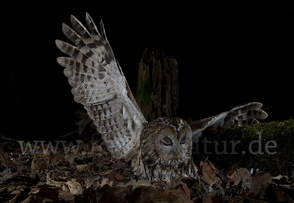 Waldkauz (Strix aluco)