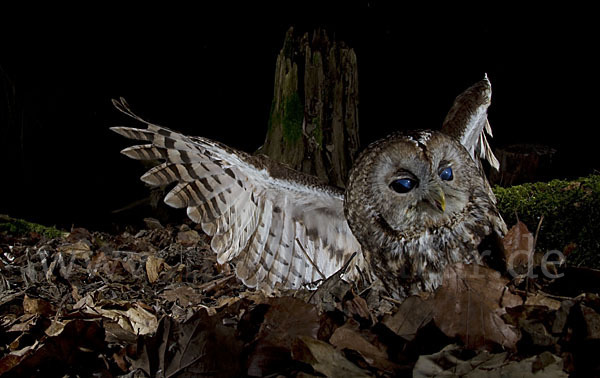 Waldkauz (Strix aluco)