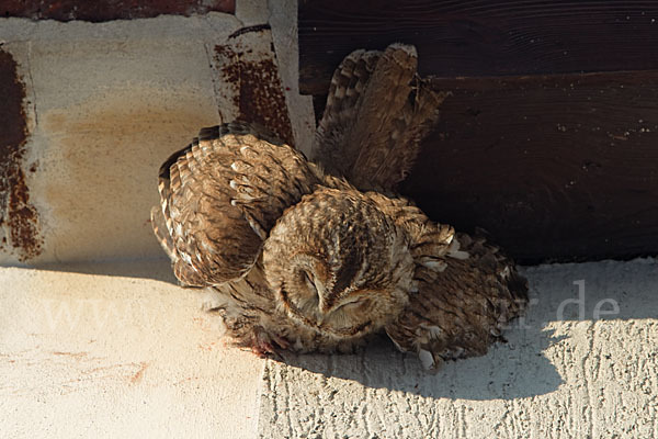 Waldkauz (Strix aluco)