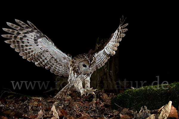 Waldkauz (Strix aluco)