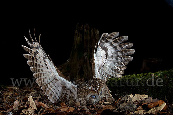 Waldkauz (Strix aluco)