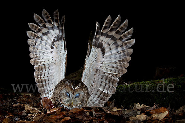 Waldkauz (Strix aluco)