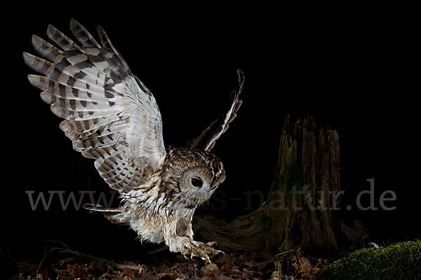 Waldkauz (Strix aluco)