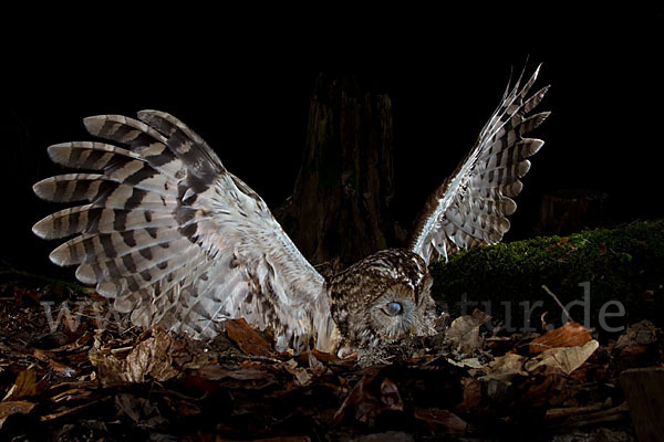 Waldkauz (Strix aluco)