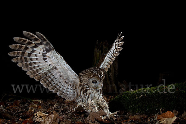 Waldkauz (Strix aluco)