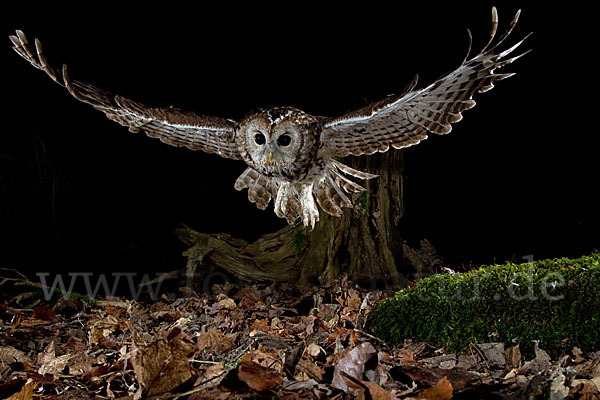 Waldkauz (Strix aluco)