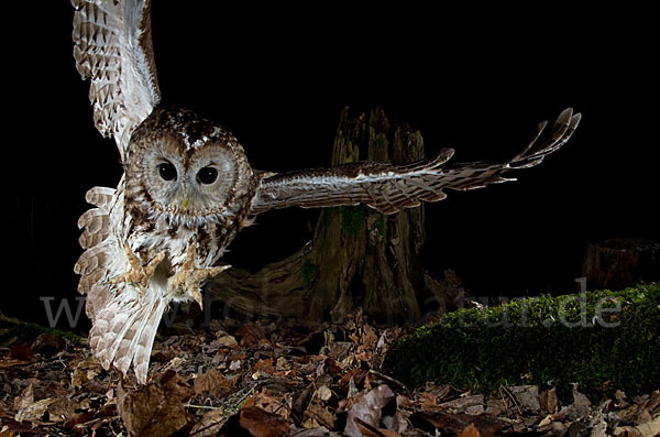 Waldkauz (Strix aluco)