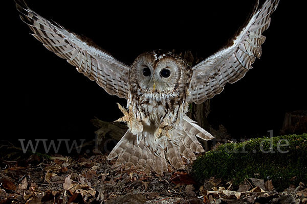 Waldkauz (Strix aluco)