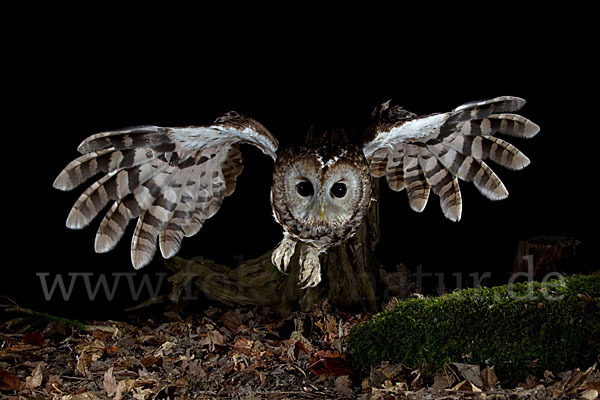 Waldkauz (Strix aluco)