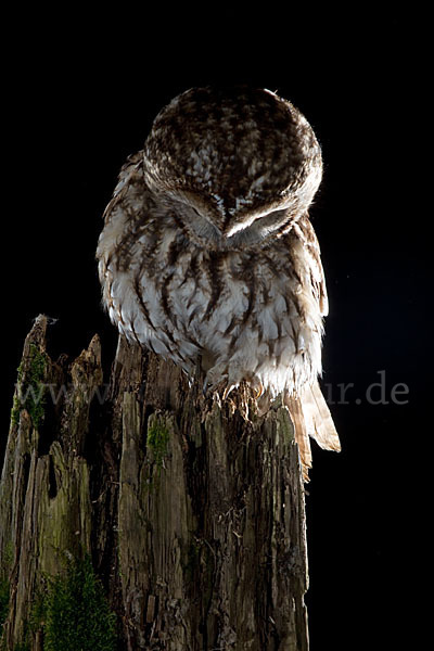 Waldkauz (Strix aluco)