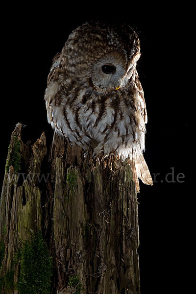 Waldkauz (Strix aluco)