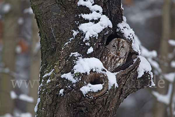 Waldkauz (Strix aluco)