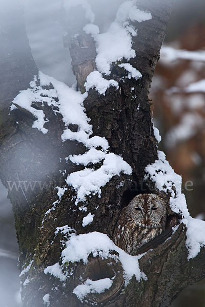 Waldkauz (Strix aluco)