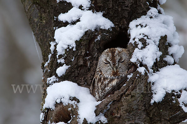 Waldkauz (Strix aluco)