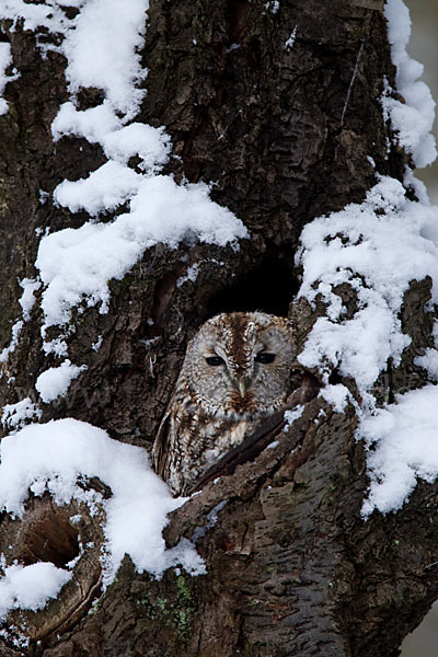 Waldkauz (Strix aluco)