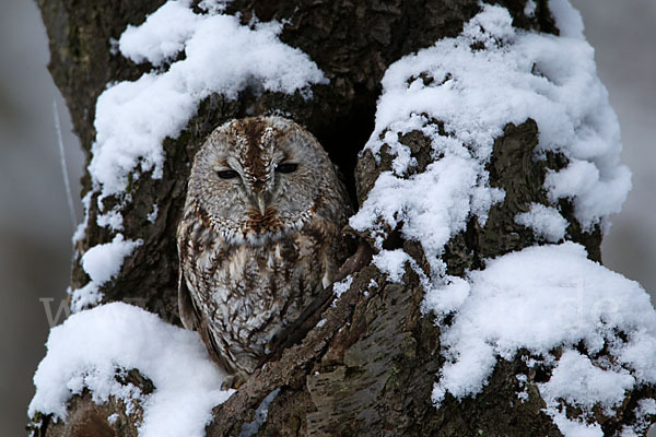 Waldkauz (Strix aluco)