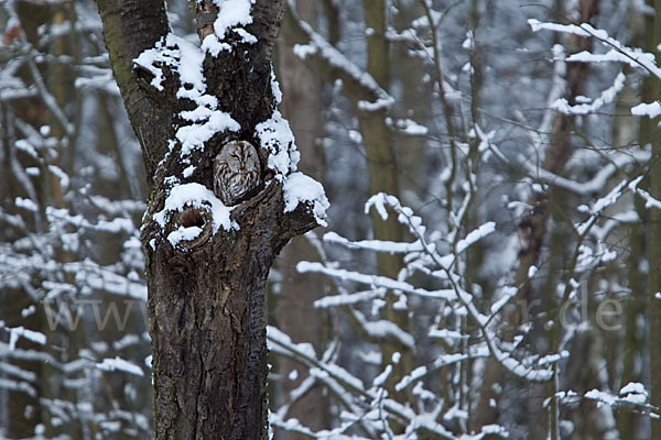 Waldkauz (Strix aluco)