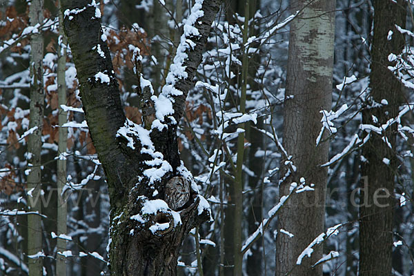 Waldkauz (Strix aluco)